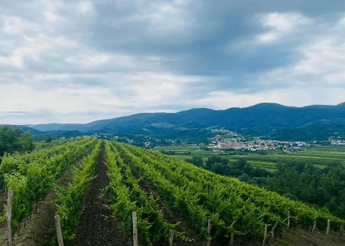 Pri Drevoredu * Prvacina